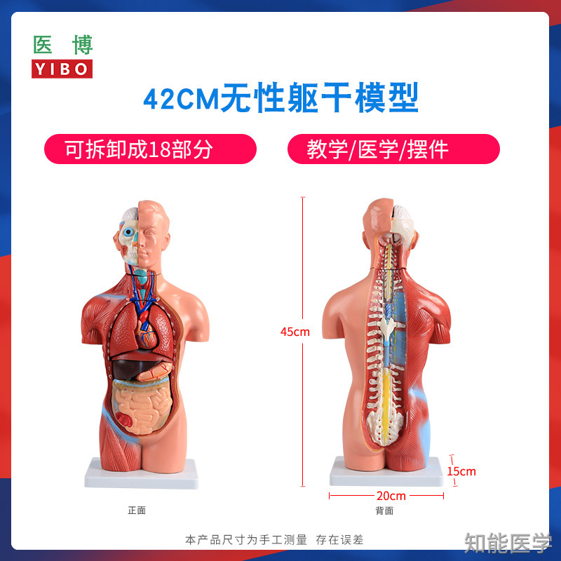 人體解剖模型廠(chǎng)家介紹