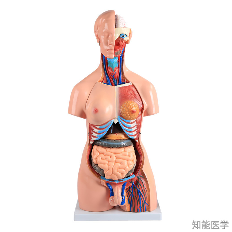 人體解剖模型的發(fā)展