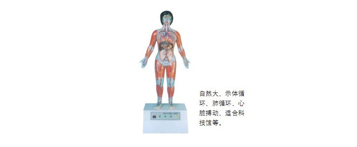 微電腦人體心動周期與大、小循環(huán)演示儀（BIX-A2114）