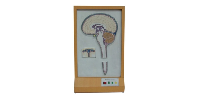腦脊液循環(huán)電動模型（BIX-A2112）