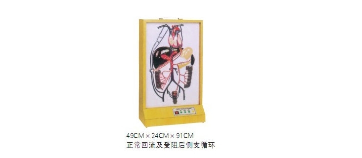 電動門靜脈側(cè)支循環(huán)模型（BIX-A2103）