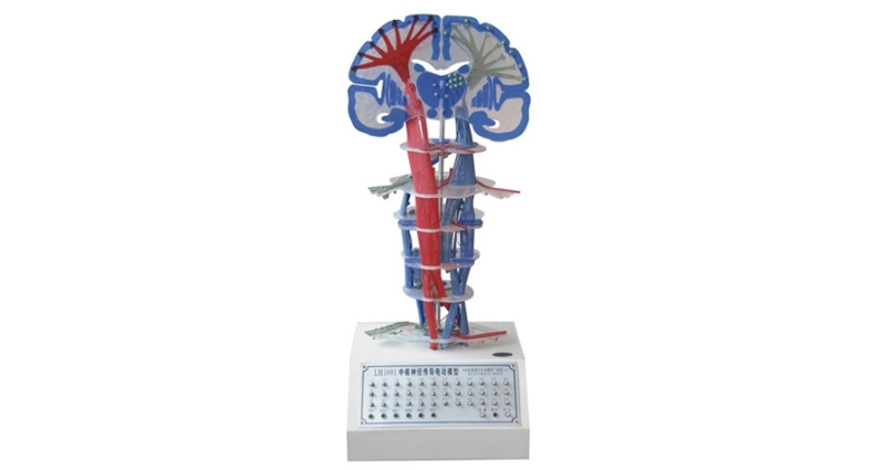 中樞神經(jīng)傳導(dǎo)電動模型（BIX-2101）